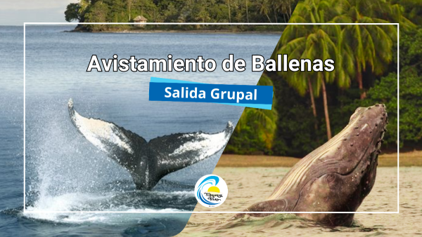 Avistamiento de ballenas jorobadas